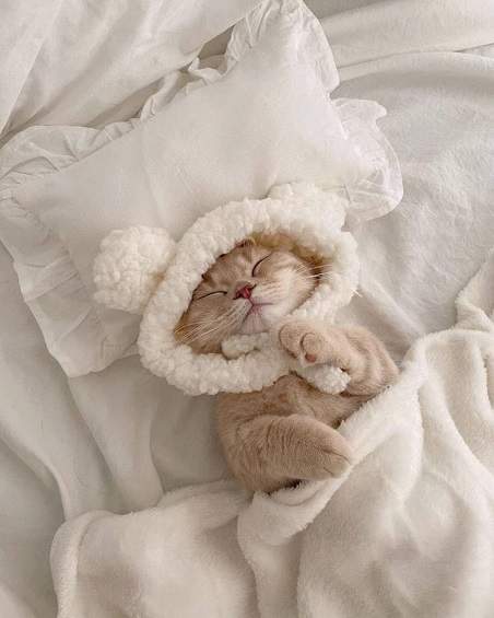cat wrapped.jpg