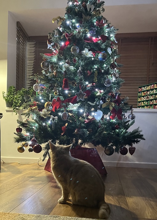 cat xmas tree 2.jpg
