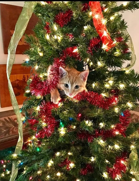 cat xmas tree 2.jpg