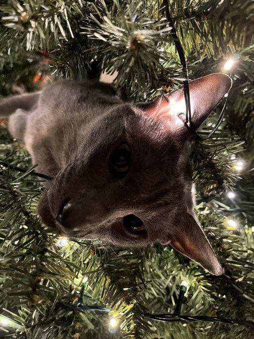cat xmas tree.jpg