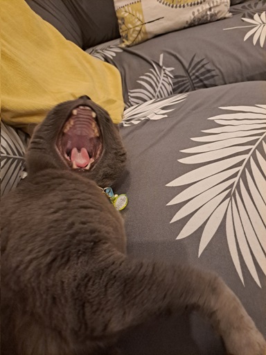 cat yawn 2.jpg