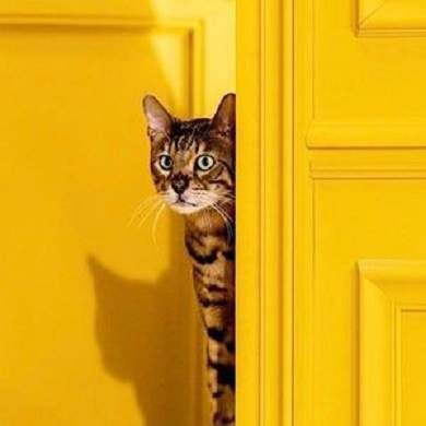 cat yellow door.jpg