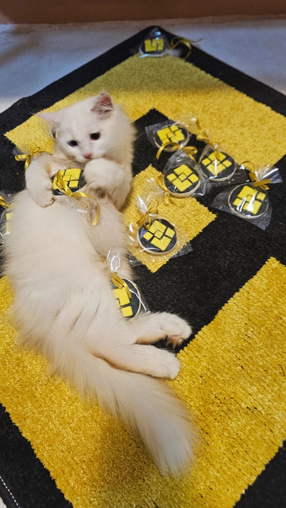 cat yellow.jpg
