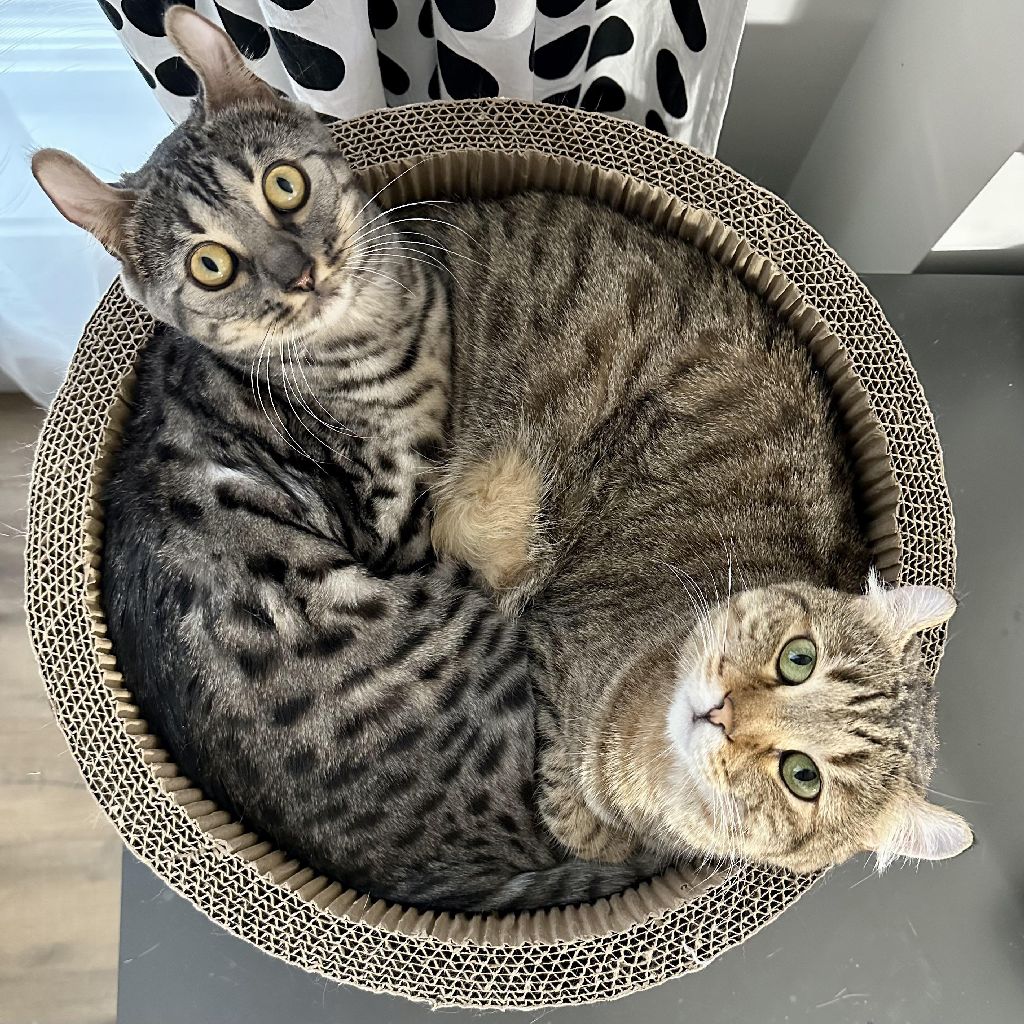 Cat Yin Yang.jpg