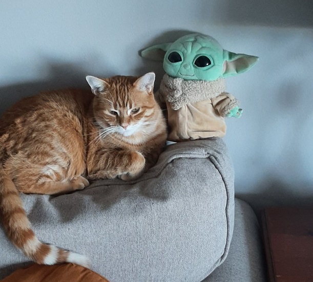 cat yoda.jpg