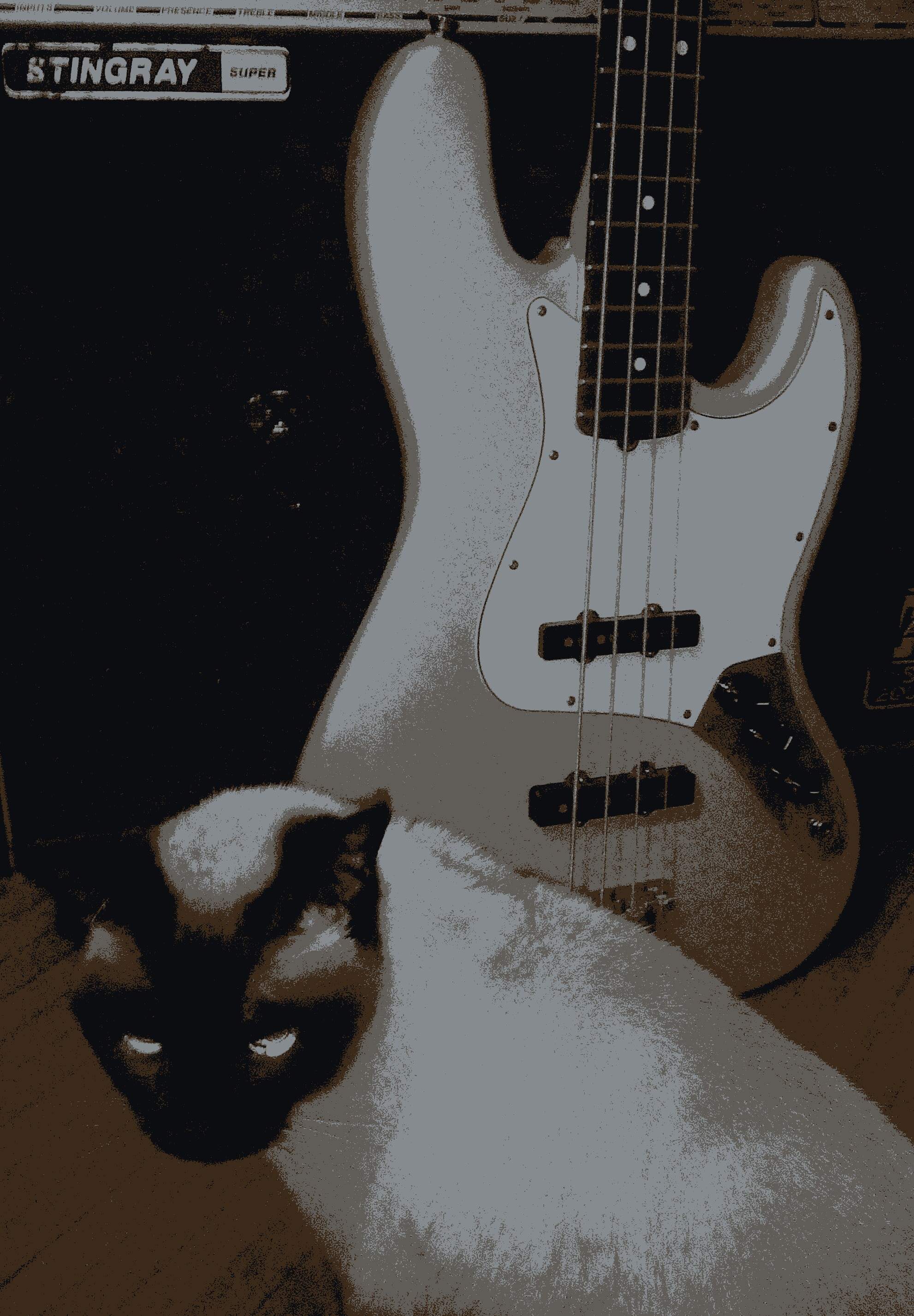 cat1(0).JPG