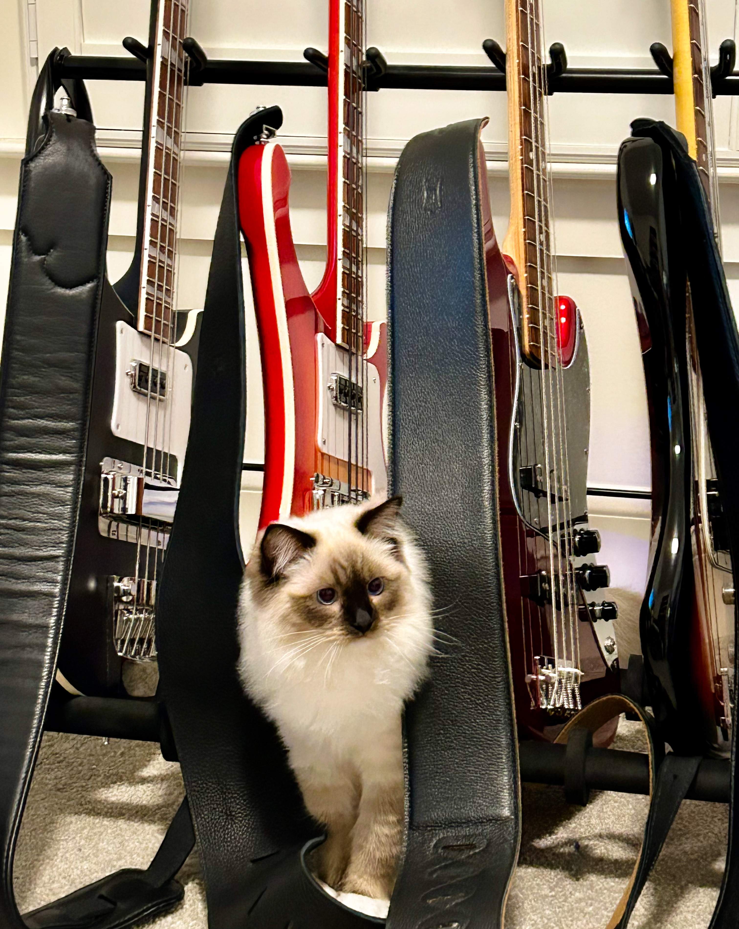 Cat1.jpg