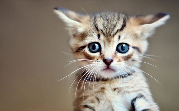 cat_2830677b.jpg