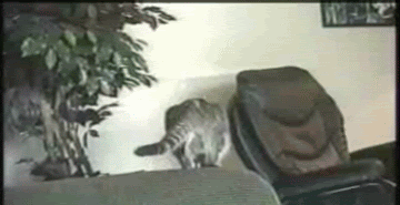 cat_fail.gif