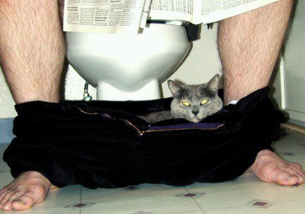 cat_in_pants.jpg
