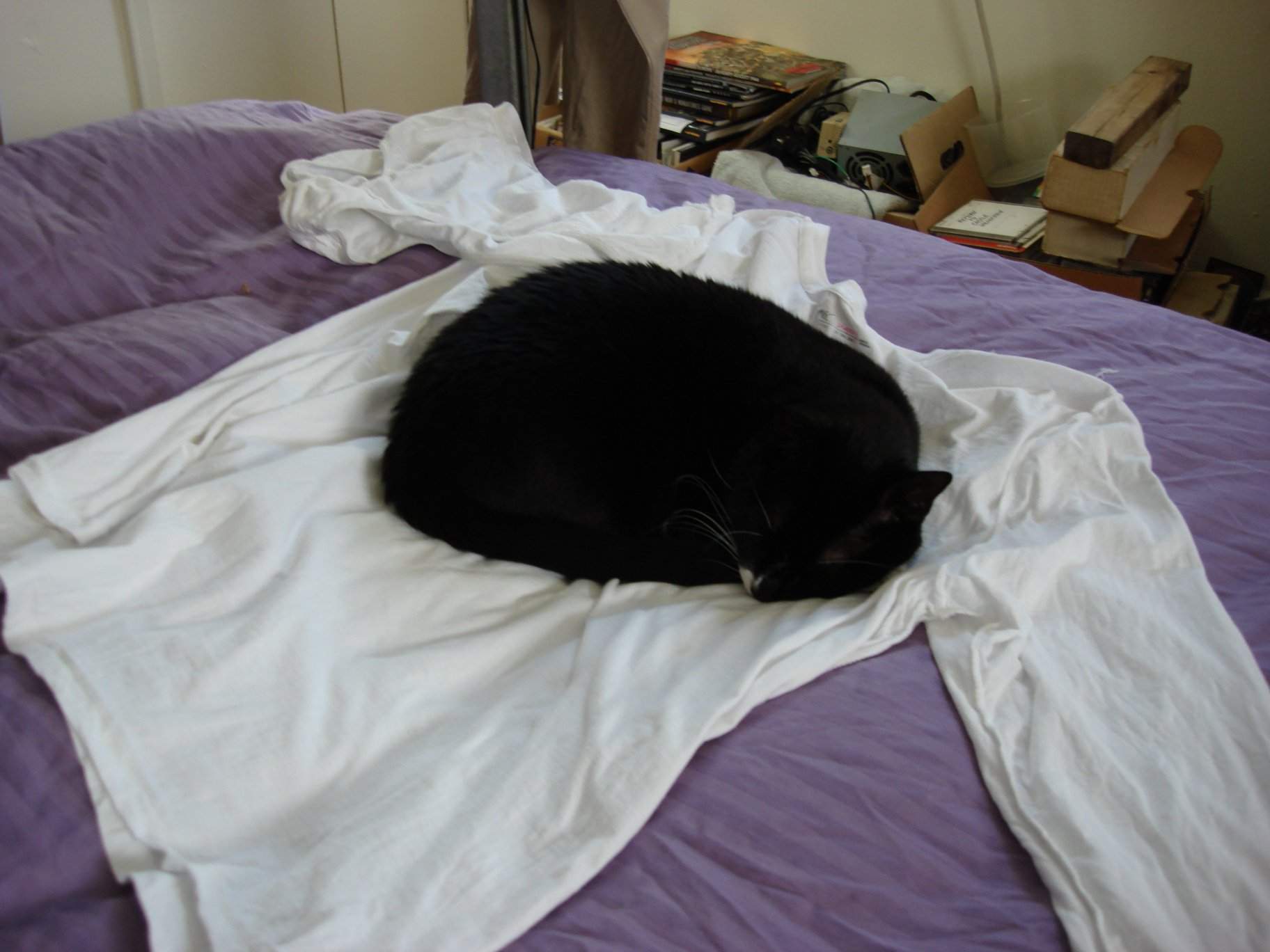 Cat_on_blouse.jpg