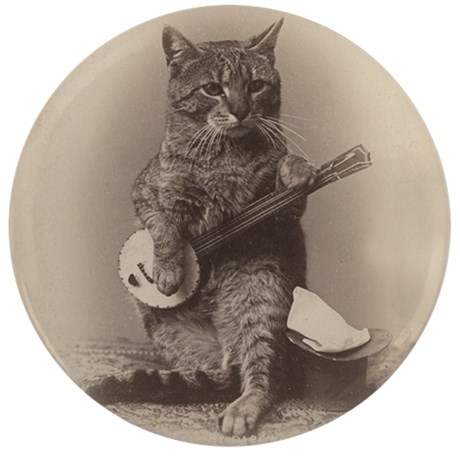 cat_playing_a_banjo_35quot_button.jpg