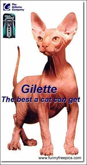 cat_shaved.jpg
