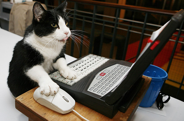 cat_show_04.jpg