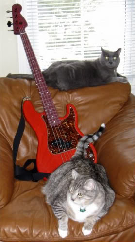 catandbass.jpg