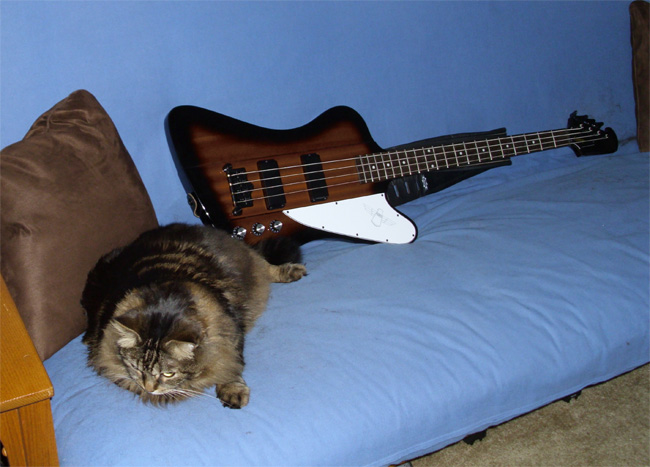 catandbird.jpg