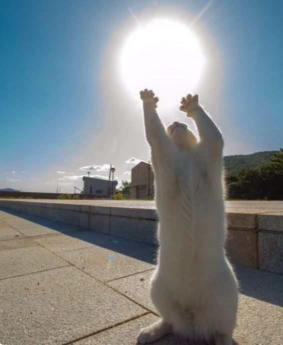 Catasdfure.JPG