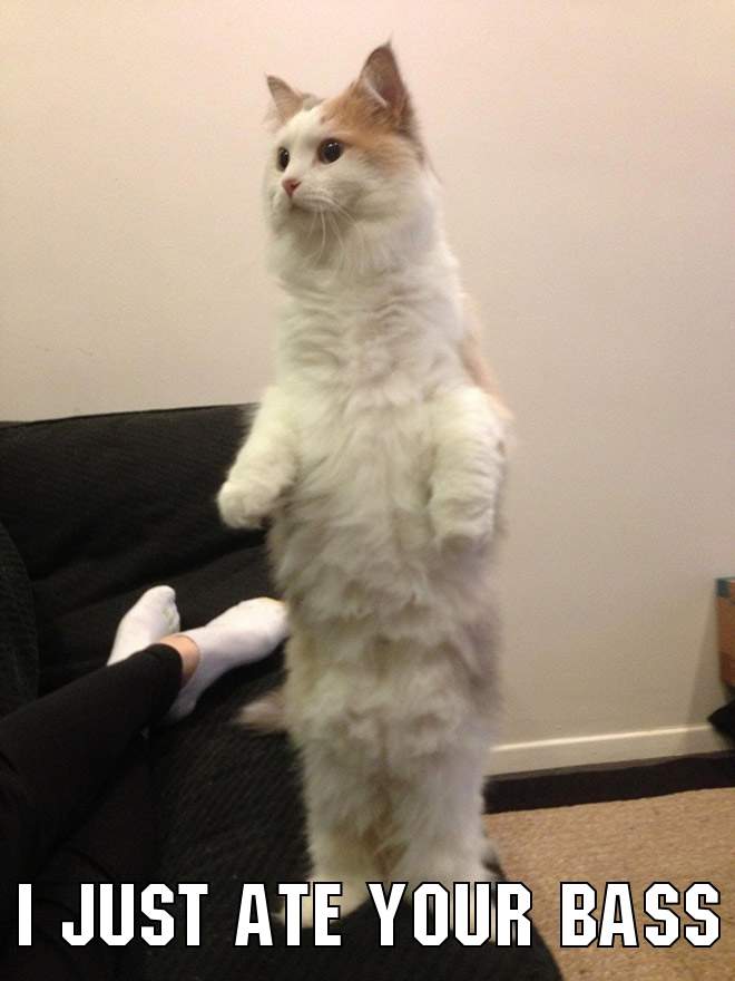 CatAteBass.jpg
