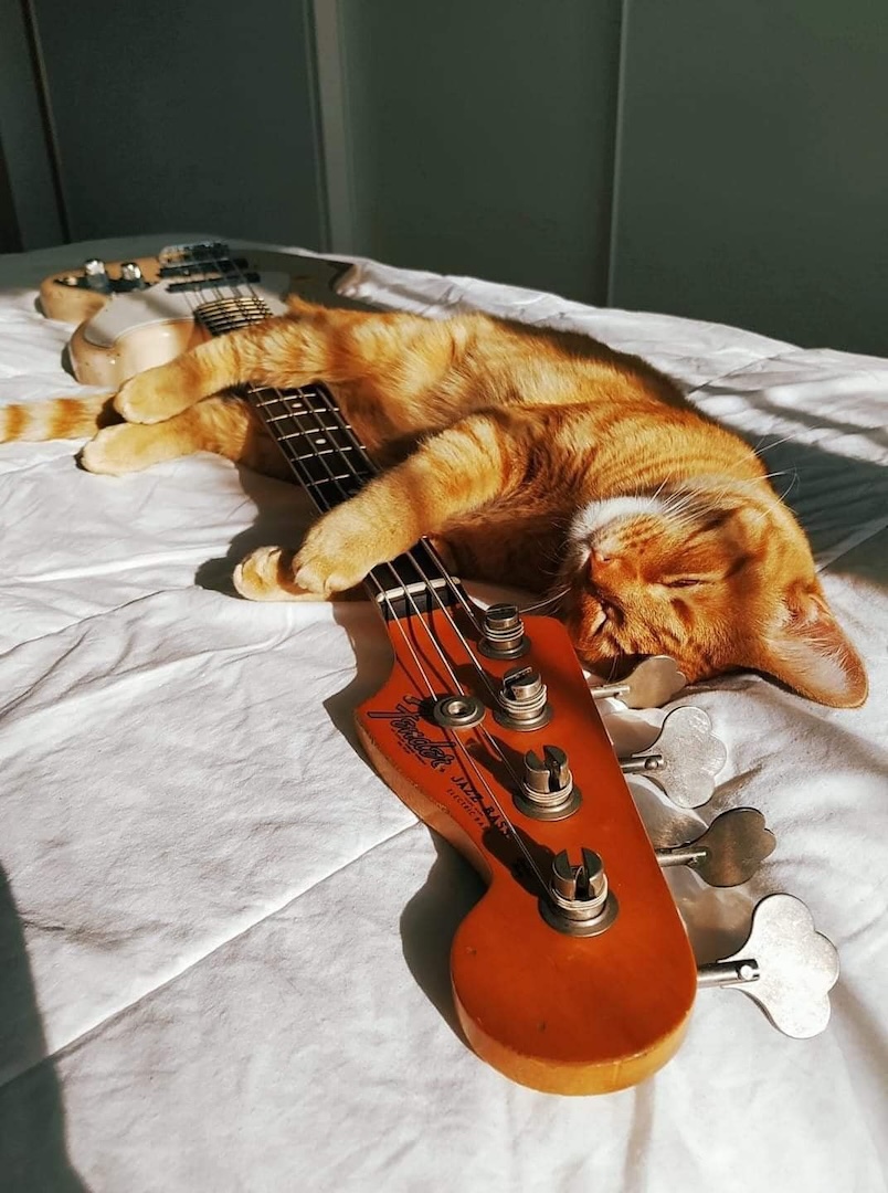 catbass.jpg