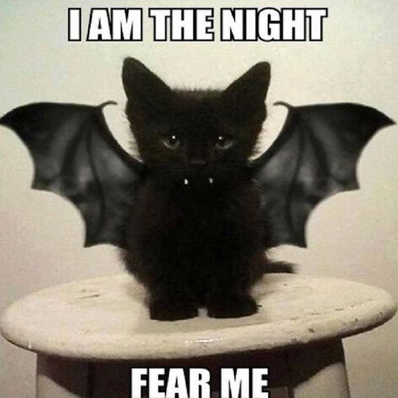 CatBat.jpg