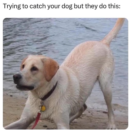 catching dog.jpg