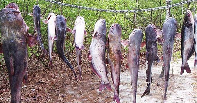 catchingcatfish.jpg