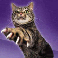CatClaw2.gif