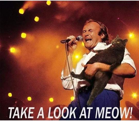 catcollins.jpg