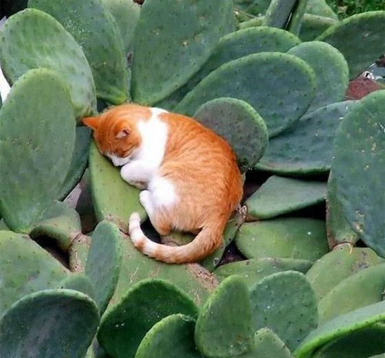 catcus.jpg
