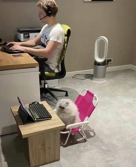 catdesk.jpg
