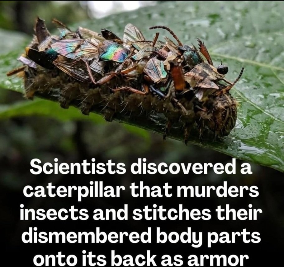caterpillar amazing.jpg