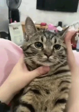 catFace.webp