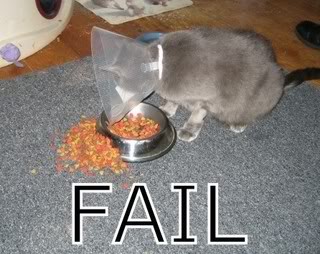 catfail.jpg