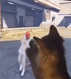 catFight.gif
