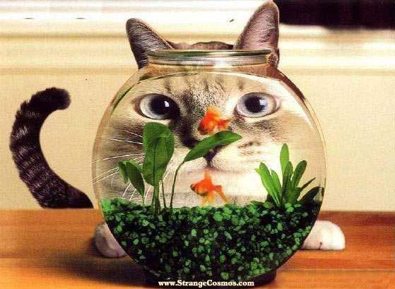 catfish.jpg