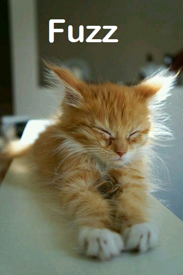 catfuzz.jpg