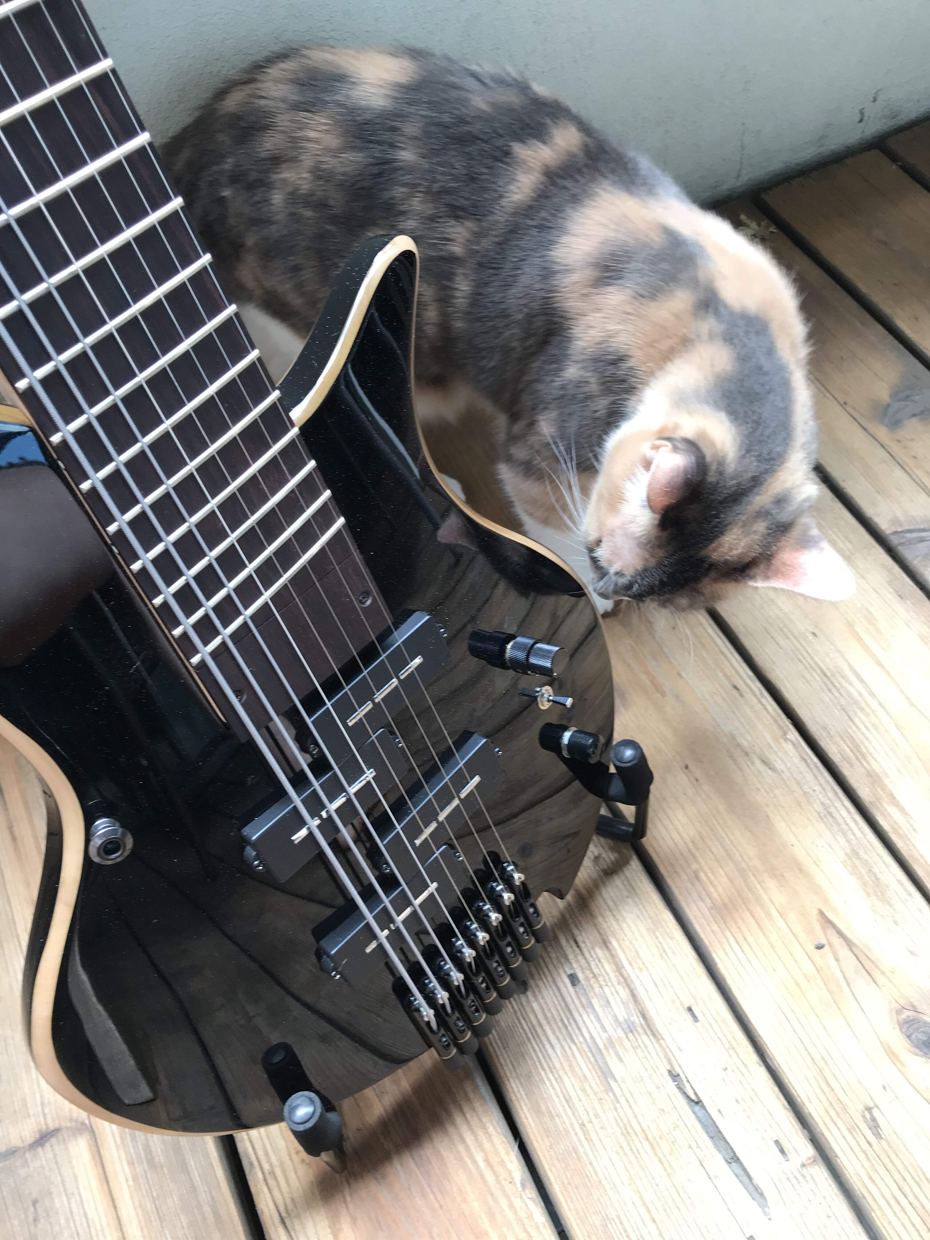 Catinspection.jpeg