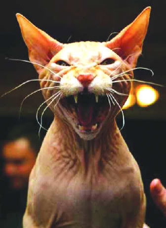 catj.jpg