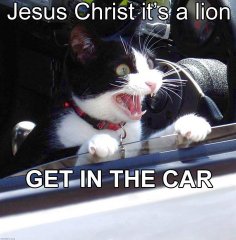 catlion.jpg