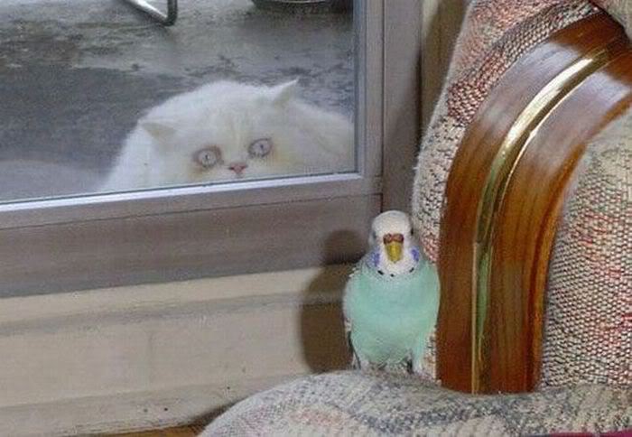 Catnbird.jpg