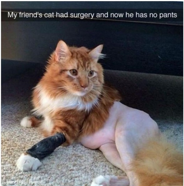 catnopants.jpg