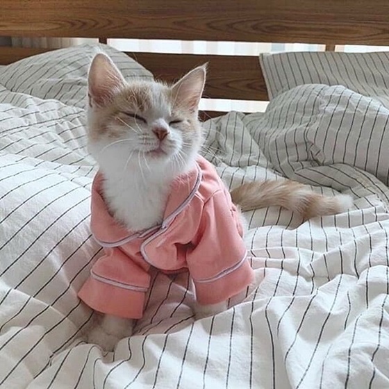 catpinkjamas.jpg