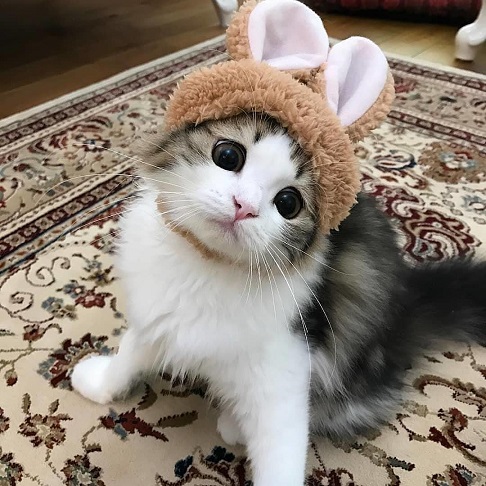 catrabbit.jpg
