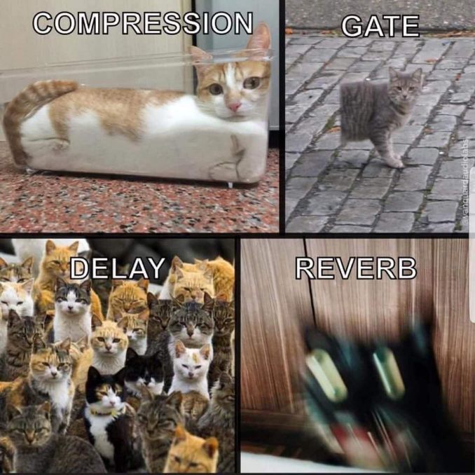 CatReverb.jpg