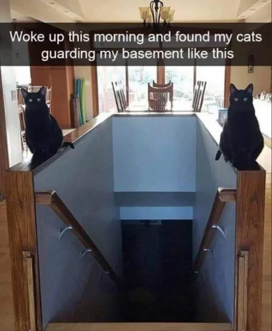 cats basement.png