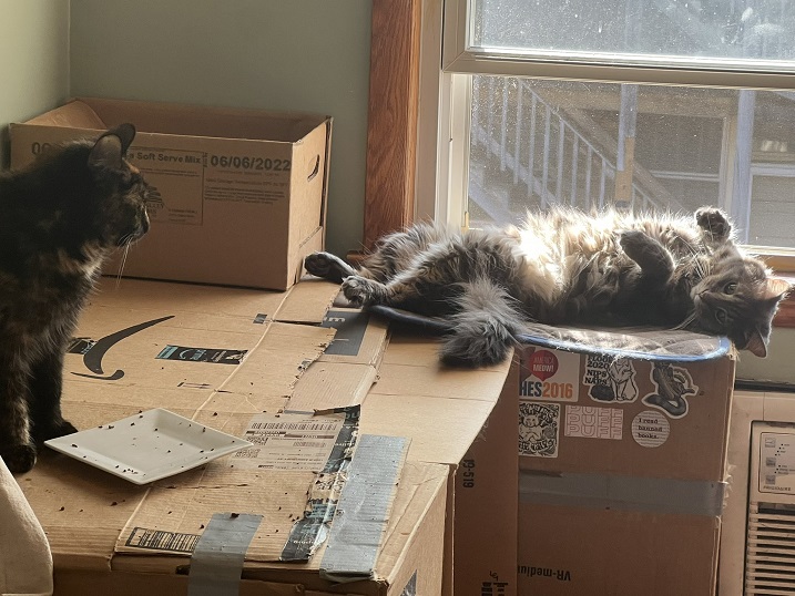 cats boxes.jpg