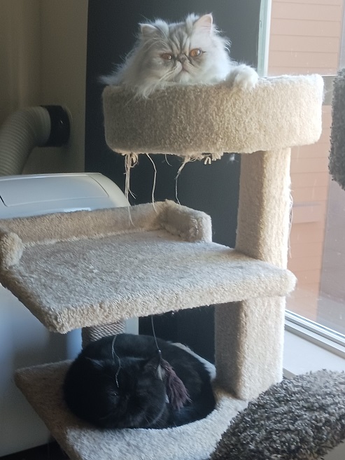 cats cattree.jpg