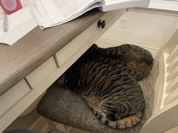 cats chair.jpg