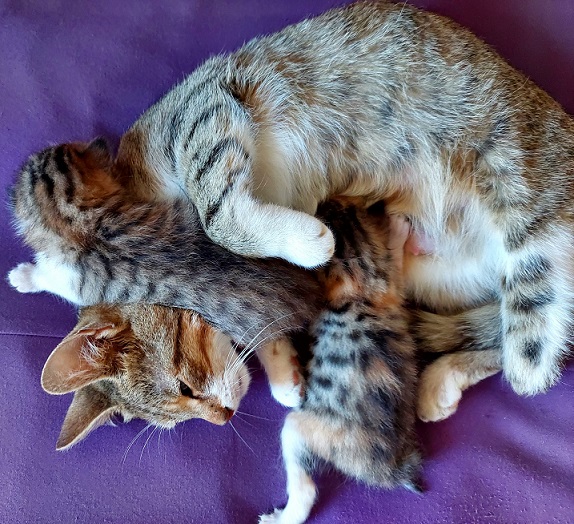cats cuddle.jpg