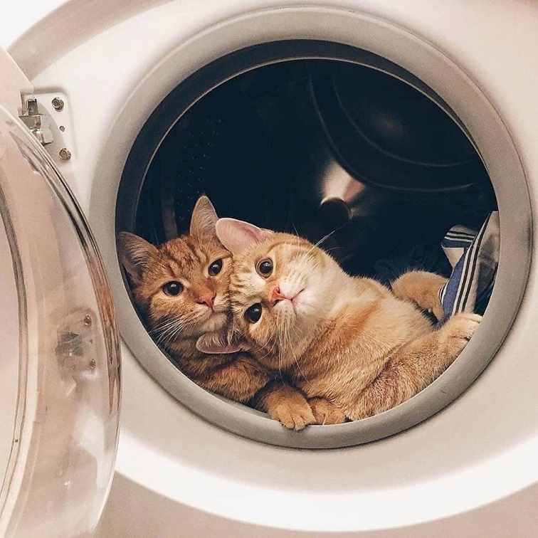 cats dryer.jpg
